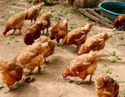 المغرب اليوم - تفشي إنفلونزا الطيور يجبر اليابان على إعدام المزيد من الدجاج