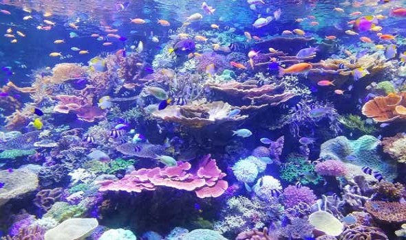 العلماء يحذرون من حدث تبيض المرجان العالمى على الأرض
