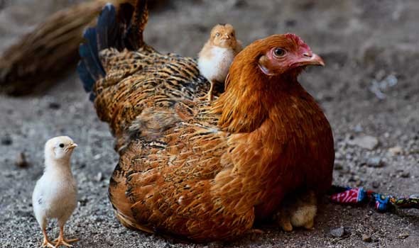المغرب اليوم - علاج لتقليل الألم مستوحى من الدجاج