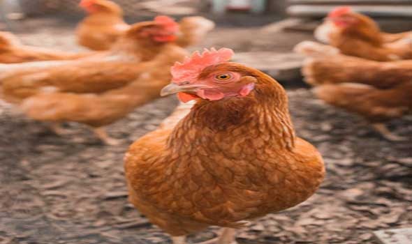 المغرب اليوم - إعدام 10 ملايين طائر بسبب إنفلونزا الطيور في اليابان