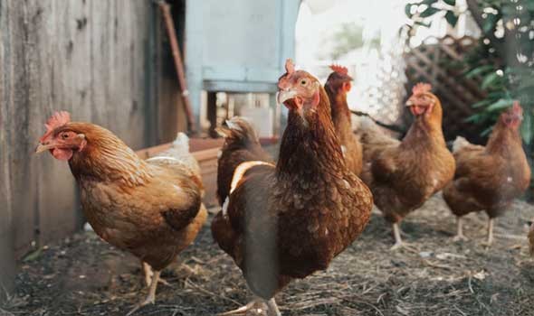المغرب اليوم - نفوق 1500 طير دجاج بمزرعة في إربد الاردنية والسلطات تحقق بالحادث