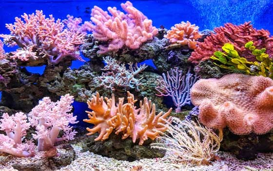 المغرب اليوم - التغيرات المناخية تُهدّد الشعاب المرجانية في خليج العقبة