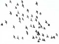 المغرب اليوم - ارتفاع منسوب المياه في أفريقيا يُهدّد طيور الفلامينغو