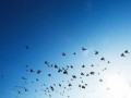 المغرب اليوم - دراسة تكشف أن الطيور باتت أصغر حجمًا بسبب تغير المناخ