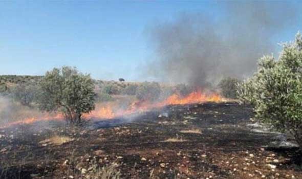 المغرب اليوم - حريق ضخم يلتهم 2500 شجرة نخيل في واحة 