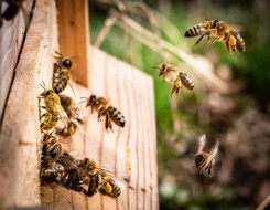المغرب اليوم - التساقطات المطرية في المغرب تُنعش آمال مربي النحل في الحصول على وفرة إنتاجية