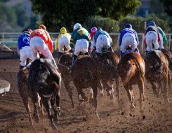 المغرب اليوم - موسم نادي سباقات الخيل يختّتم الحفل السابع والثمانون في ميدان الملك عبد العزيز بالجنادرية