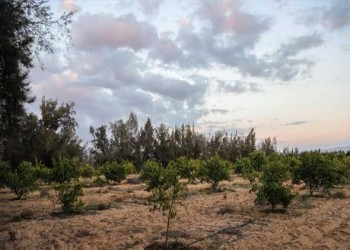 المغرب اليوم - خبير يرصد تداعيات أزمة الجفاف على المحاصيل الصيفية في المغرب