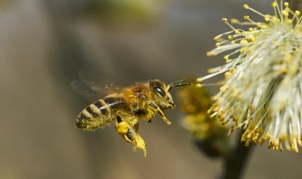 المغرب اليوم - النحل يُغري النباتات لإفراز الروائح بشحنات كهربائية