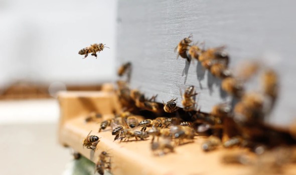 المغرب اليوم - وزارة الفلاحة المغربية تعلن عن برنامج لدعم مربي النحل على خلفية ظاهرة هجرة النحل
