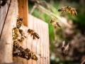 المغرب اليوم - المغرب يُخَصِص مبلغ  130 مليون درهم لدَعم مُرَبّي النحل في المملكة