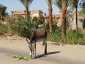 المغرب اليوم - وفرة غلة الزيتون تنعش تجارة الدواب في تاونات