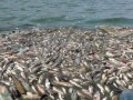 المغرب اليوم - نفوق الأسماك في أكبر بحيرة أوروبية مالحة يشعل احتجاجات في إسبانيا