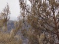 المغرب اليوم - حرائق جديدة في غابات العرائش والنيران تقترب من ضريح مولاي عبد السلام بن مشيش