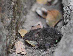 المغرب اليوم - دراسة تكشف أن دماء الفئران الصغيرة تطيل عمر مثيلاتها الكبيرة