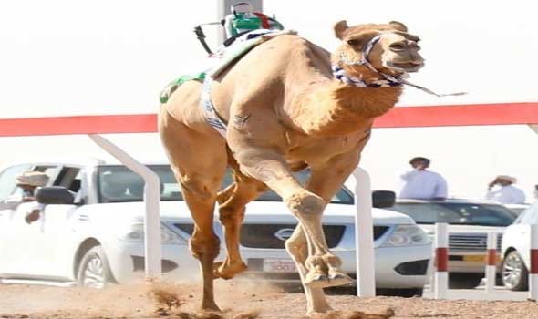 المغرب اليوم - وزير الداخلية السعودي يتوج «مبهر وفبركة» بكأس العلا للهجن نيابة عن ولي العهد