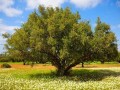 المغرب اليوم - مبدع ياباني ملقب بـ