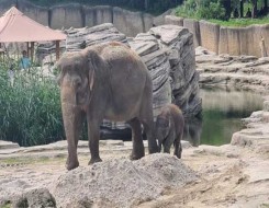المغرب اليوم - خبراء يؤكدون أنّ فيلة بورنيو مهددة بالانقراض بسبب البشر