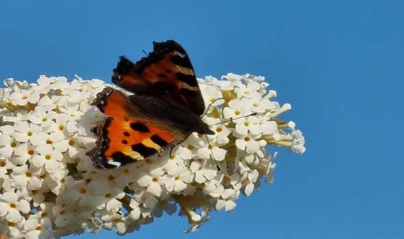 المغرب اليوم - فراشة الملك كائن رقيق يهاجر آلاف الأميال لتستقر جنوب السعودية