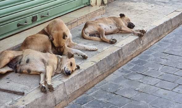 المغرب اليوم - كلاب ضالة تنتشر في مراكش و المواطنون يُطالبون بتدخل السلطات