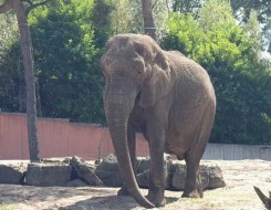 المغرب اليوم - فيل يدهس سائحاً سعودياً خلال رحلة سافاري داخل حديقة في أوغندا ويقتله على الفور