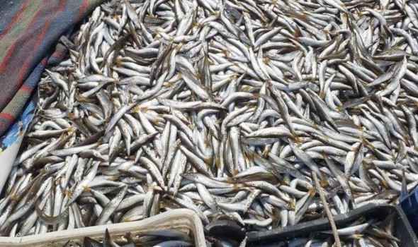موجة البرد تلهب أسعار السمك في أسواق المغرب