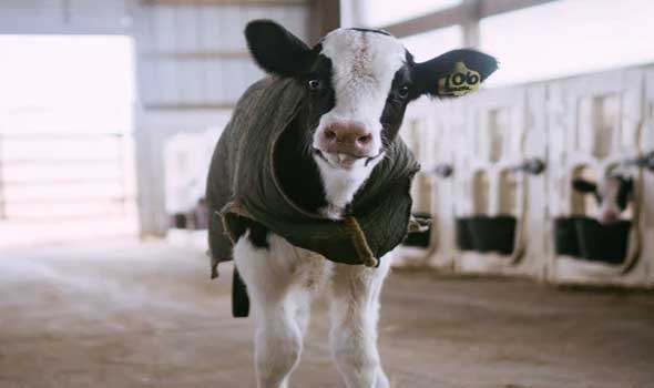 المغرب اليوم - السلطات المغربية تمنع استيراد الأبقار من فرنسا