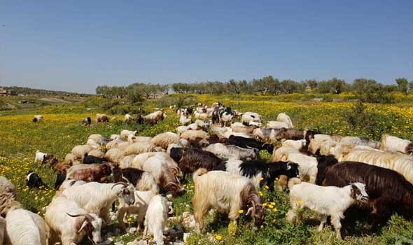 المغرب اليوم - مربو الأغنام والماعز في المغرب ينفون التخطيط لاستيراد مليون رأس من الماشية