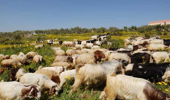 المغرب اليوم - مهنيون يتخوفون من تأثير عملية استيراد الأغنام على القطيع المحلي المغربي