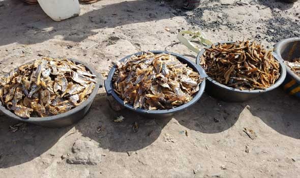 المغرب اليوم - وزارة الصيد البحري تسمح بجمع وتسويق الصدفيات بأسفي والجديدة