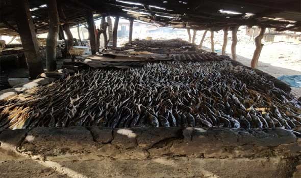 المغرب اليوم - مرض غامض يقتل 800 ألف من صغار سمك السلمون بنهر كلاماث في كاليفورنيا