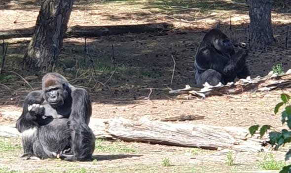 المغرب اليوم - قَتل شمبانزي بالرصاص بعد هُروبه من حديقة حيوانات في أثينا