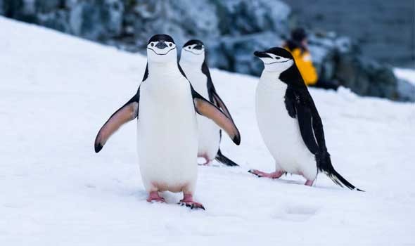 المغرب اليوم - طُيور البطريق تَكشف أسرار تغير المُناخ في القطب الجنوبي