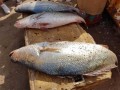 المغرب اليوم - سمكة سامة في الجزائر سمها يكفي لقتل 100 شخص