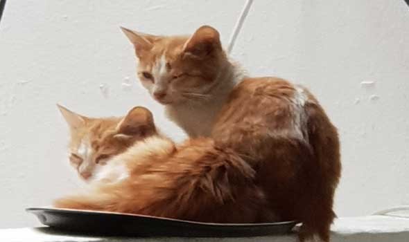 المغرب اليوم - اكتشاف مذهل رابط جيني غير متوقع بين السرطان لدى البشر والقطط