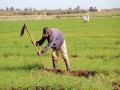 المغرب اليوم - أول موسم لزراعة القنب الهندي قانونيا ينطلق في المغرب بتسلم البذور‎‎
