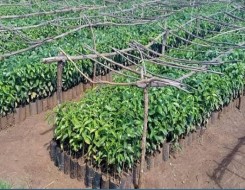 المغرب اليوم - دولة عربية تصل إلى الاكتفاء الذاتي لأكثر من 48 منتجًا زراعيًا