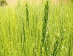 المغرب اليوم - خطة صينية لتنشيط قطاع الزراعة