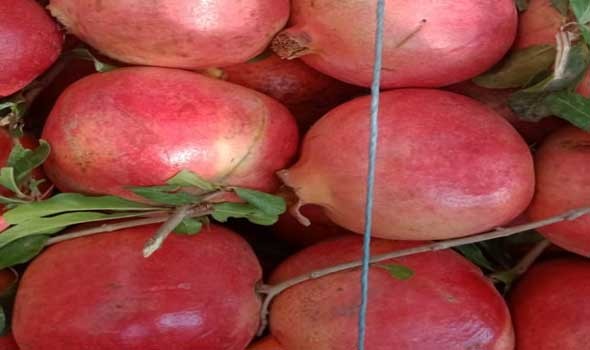 المغرب اليوم - خبراء يوضحون أيهما أفضل تناول حبات الرمان أم شرب عصيرها