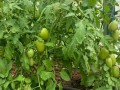 المغرب اليوم - وزارة الزراعة الأميركية تؤكد ثلاث إصابات جديدة بالدودة الحلزونية بينها حالتان في تكساس