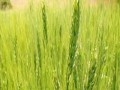 المغرب اليوم - خطة صينية لتنشيط قطاع الزراعة