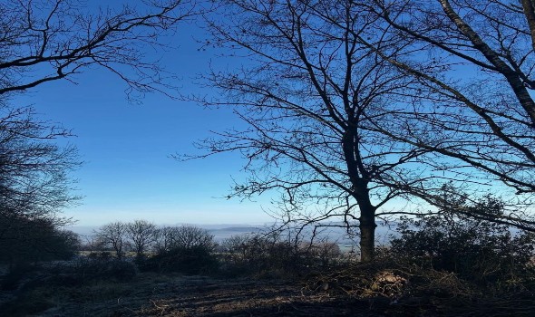 المغرب اليوم - أشجار السلم ثروة طبيعية تعزز التوازن البيئي في جازان