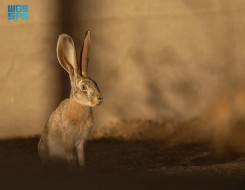 المغرب اليوم - محمية الأمير محمد بن سلمان تعيد توطين الأرنب العربي ضمن برنامج إعادة الحياة الفطرية