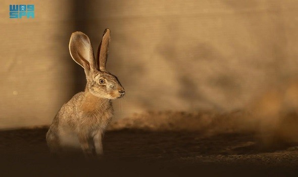 المغرب اليوم - محمية الأمير محمد بن سلمان تعيد توطين الأرنب العربي ضمن برنامج إعادة الحياة الفطرية